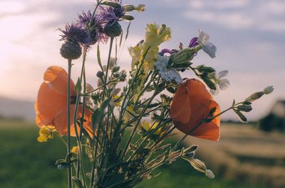 Close-up of orange flowering plant on field against sky