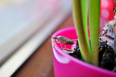 Close-up of insect on pink leaf