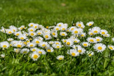 Close-up of flowers growing in grass