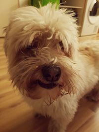 Close-up portrait of dog at home