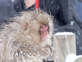 Close-up of a monkey