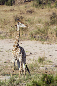 Giraffe standing on grass