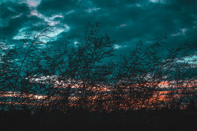 Low angle view of silhouette trees against sky in forest