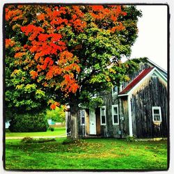 Trees on grassy field