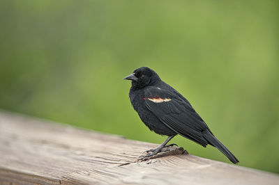 Close-up of bird perching on wood