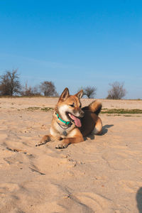 View of a dog sitting on sand