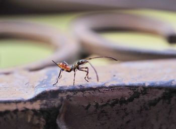 Close-up of insect on wall