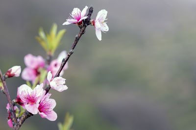 Close-up of pink cherry blossoms