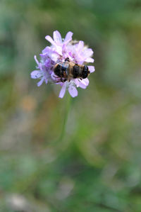 Close-up of bee on purple flower
