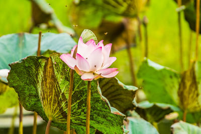 Close-up of pink water lily