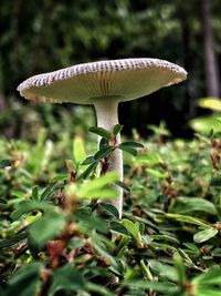 Close-up of mushroom growing on plant