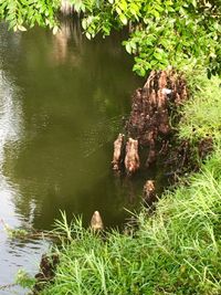 View of a lake in forest