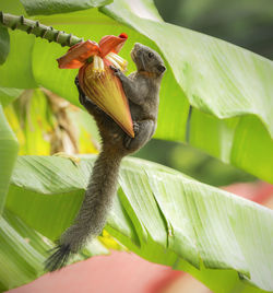 Close-up of bird perching on branch