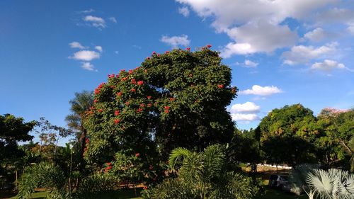 Low angle view of trees against sky