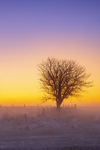 Bare tree on snow covered landscape against sky during sunset