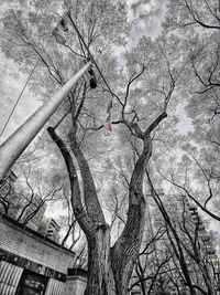 Low angle view of bare tree against building