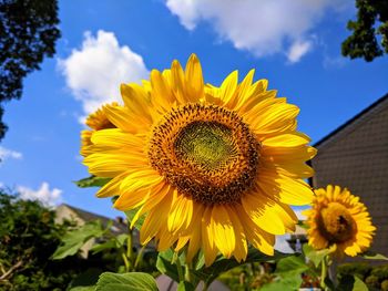 Close-up of yellow sunflower against sky