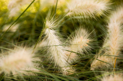 Full frame shot of plants growing on field