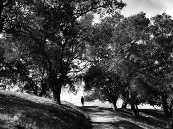 Footpath amidst trees