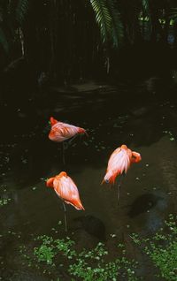 View of fish in lake