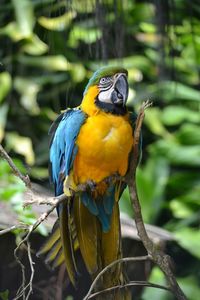 Close-up of parrot