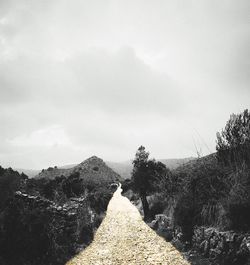 Road amidst plants against sky