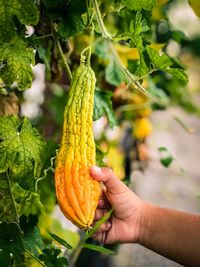 Cropped hand of child holding bitter gourd hanging from plant