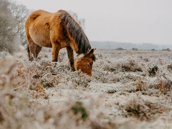 Elephant standing in a field