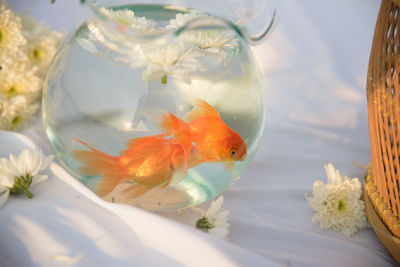 Close-up of fish swimming in sea