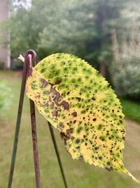 Close-up of leaf on tree