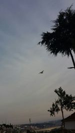 Low angle view of birds flying in sky