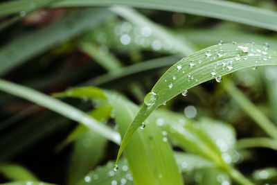 Close-up of water drops on grass