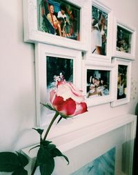 Close-up of rose on window at home