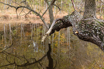 Bare tree in forest