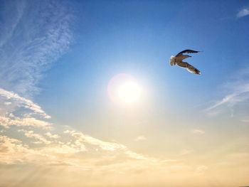 Low angle view of seagull flying in sky