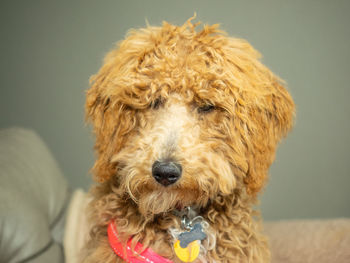 Close-up portrait of a dog