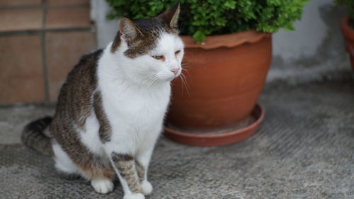 Close-up of a cat looking away