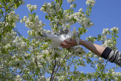 Cropped hand of woman holding drone against flowering tree