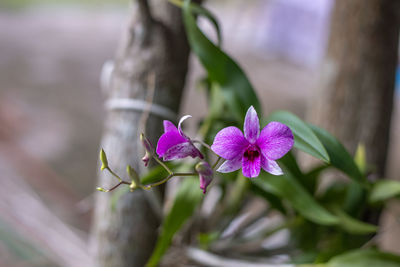 Close-up of pink flowering plant