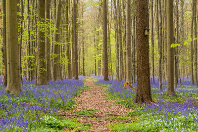 Hallerbos forest in the spring with english buebells and a forest lane with fresh green leaves