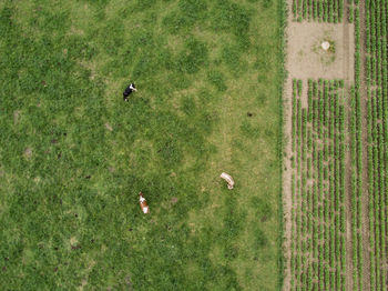 High angle view of cows on field