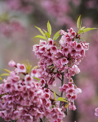 Wild himalayan cherry flower blossoming blurred background at doi inthanon national park