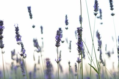 Close-up of purple flowers growing on field