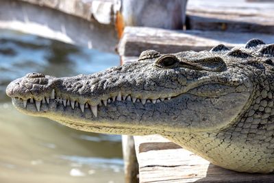 Close-up of a crocodile in the water