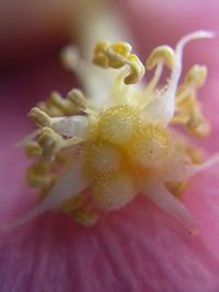 Close-up of yellow flower