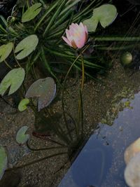 Lotus water lily in pond