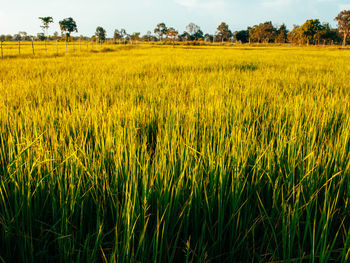 Crops growing on field