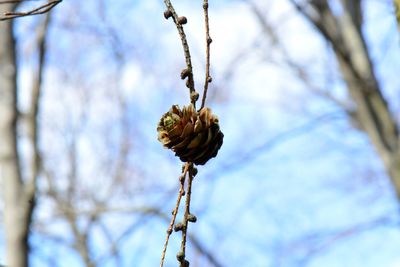 Low angle view of flower tree against sky