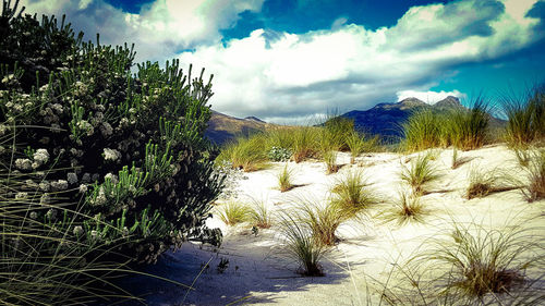 Plants growing on land against sky