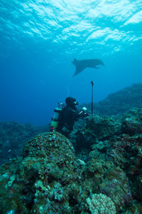 Side view of scuba diver with equipment on rock against stingray swimming in sea